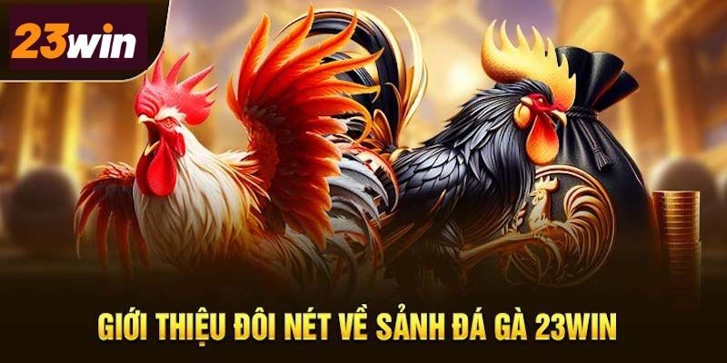 Giới thiệu đôi nét về sảnh đá gà 23win